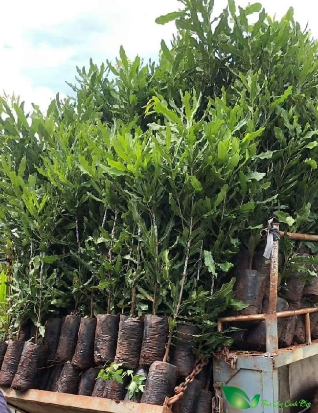 Cây giống mắc ca