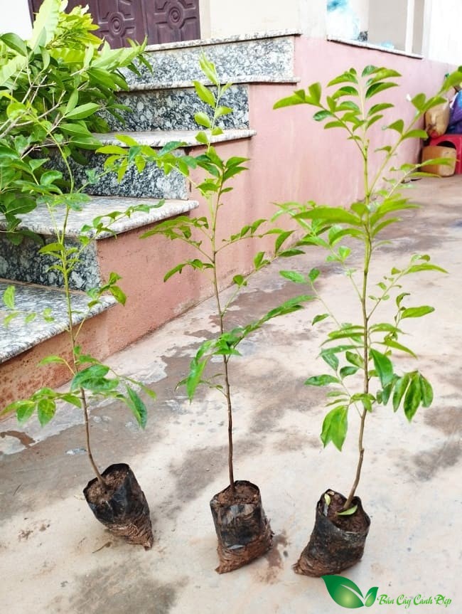 Cây giống mắc mật