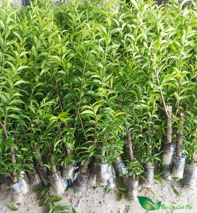 Cây giống mai chiếu thủy