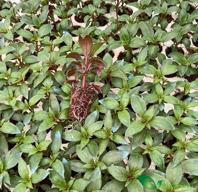 cây giống mai địa thảo