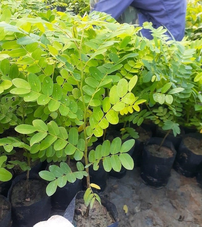 Cây Giống Muồng Anh Đào