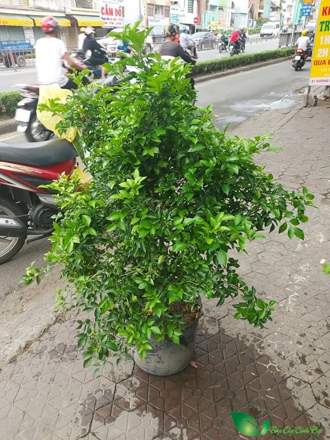 Cây giống nguyệt quế
