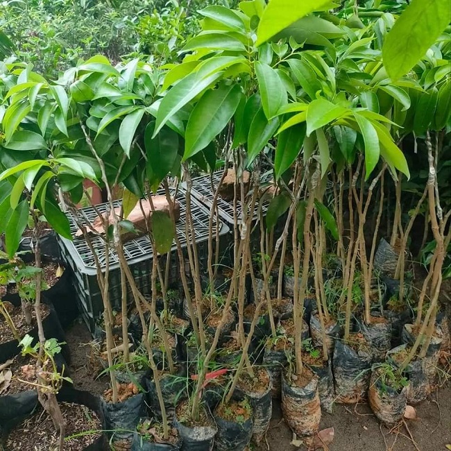 vải thiều hạt lép