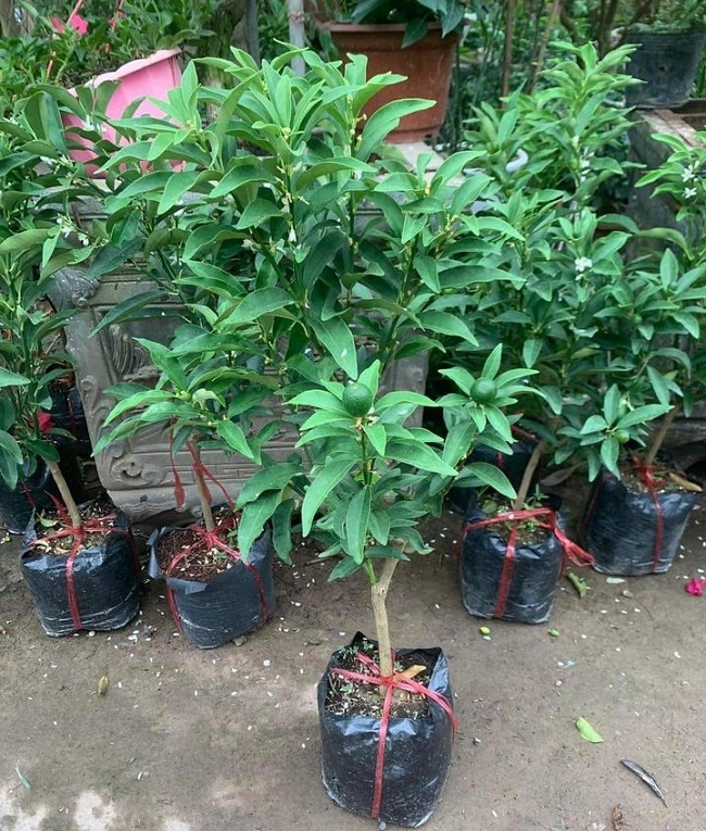 Cây quất ngọt Mỹ