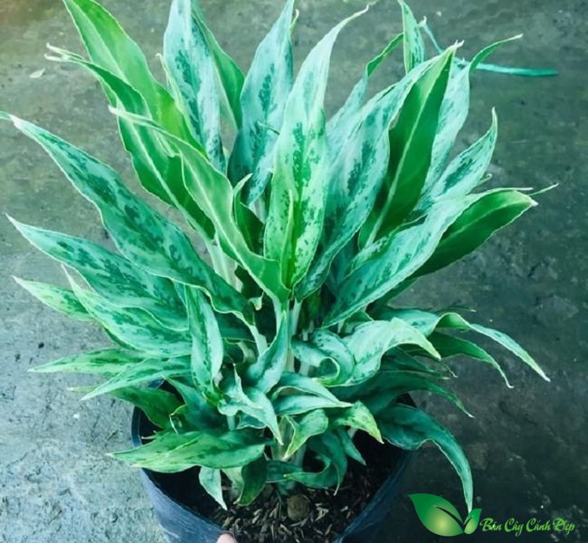 cây giữ tiền lùn