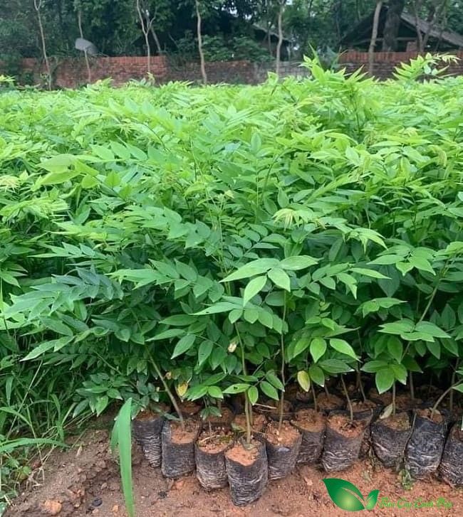 Cây gỗ sưa đỏ