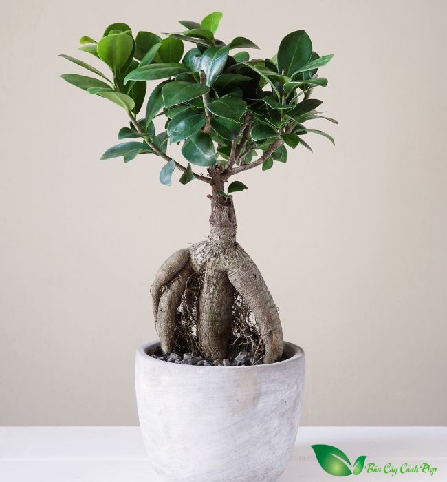 cây gừa bonsai