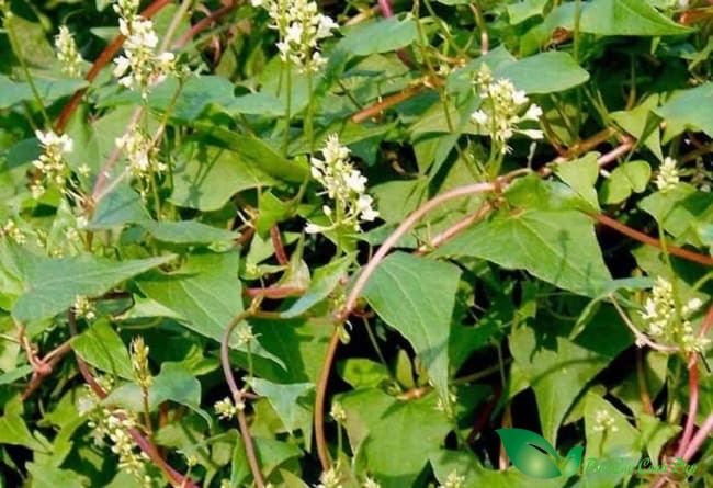Cây hà thủ ô đỏ