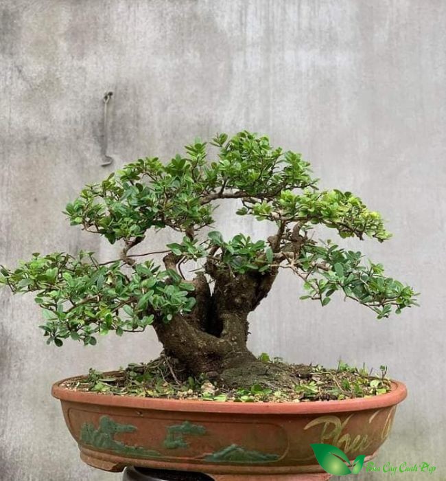cây hải châu bonsai