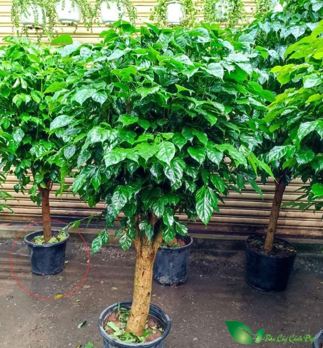 Cây hạnh phúc bị rụng lá
