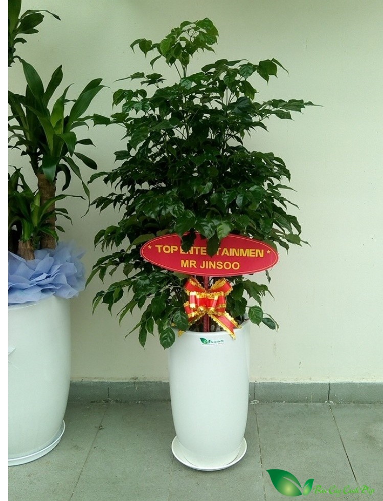 Cây Hạnh Phúc tặng khai trương