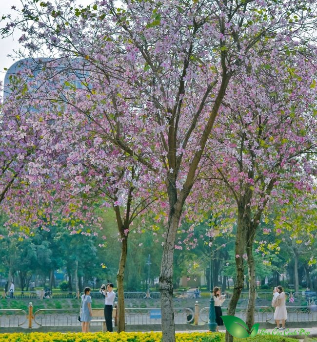 cây hoa ban