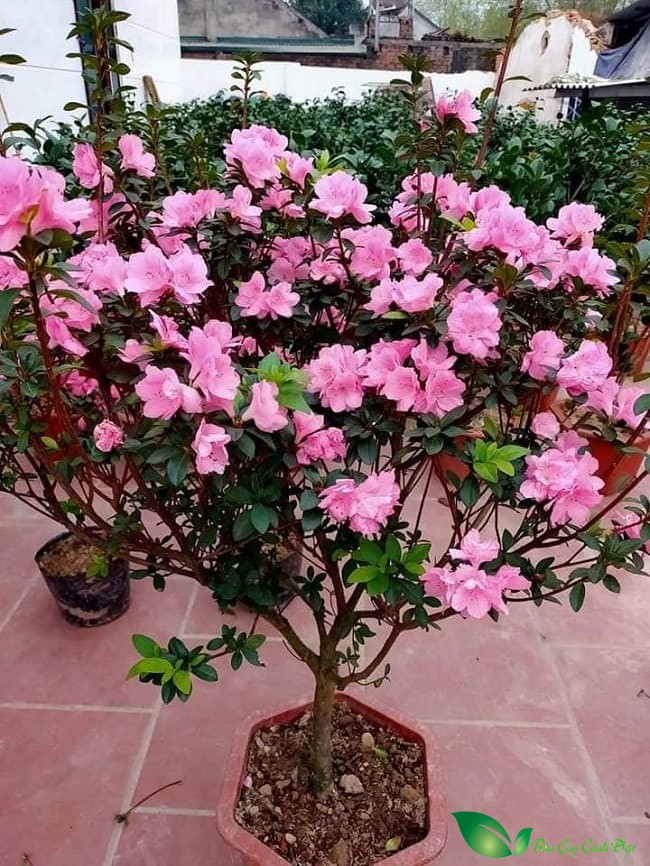 Cây hoa đỗ quyên