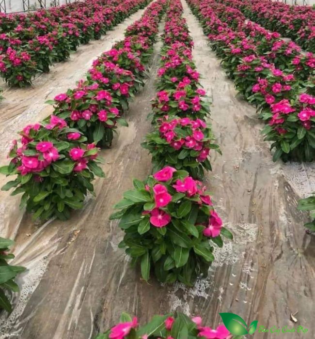 cây hoa dừa cạn