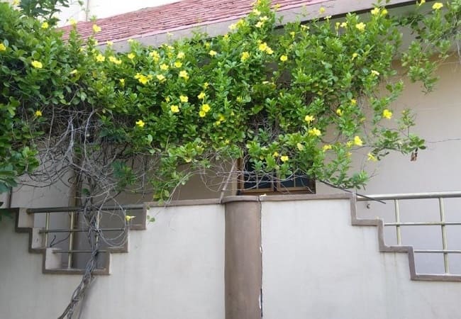 Cây hoa Hoàng Thảo