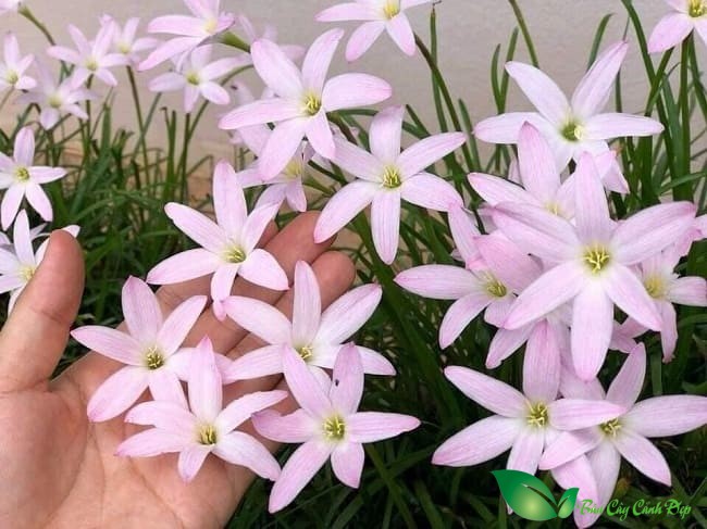 Cây Hoa huệ mưa