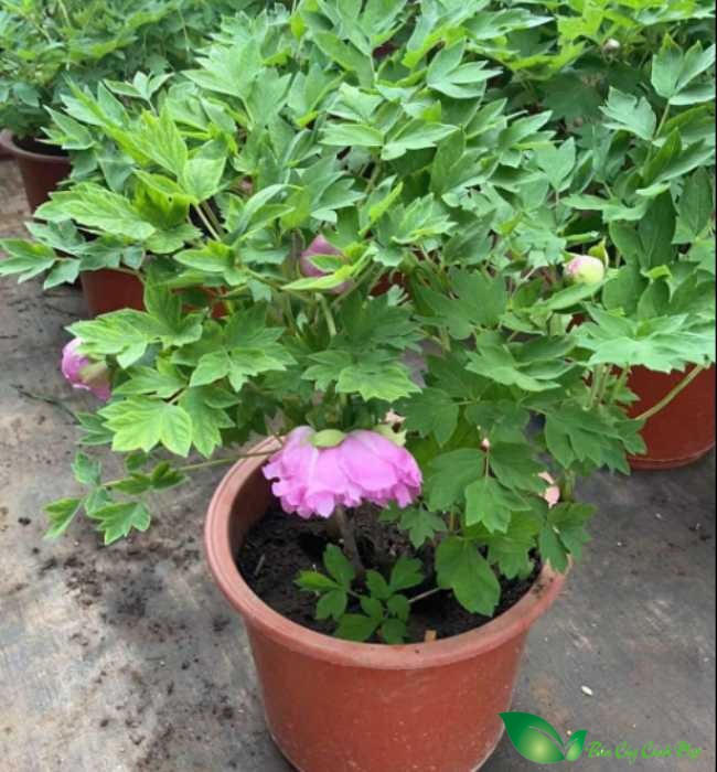 Cây hoa mau don peony