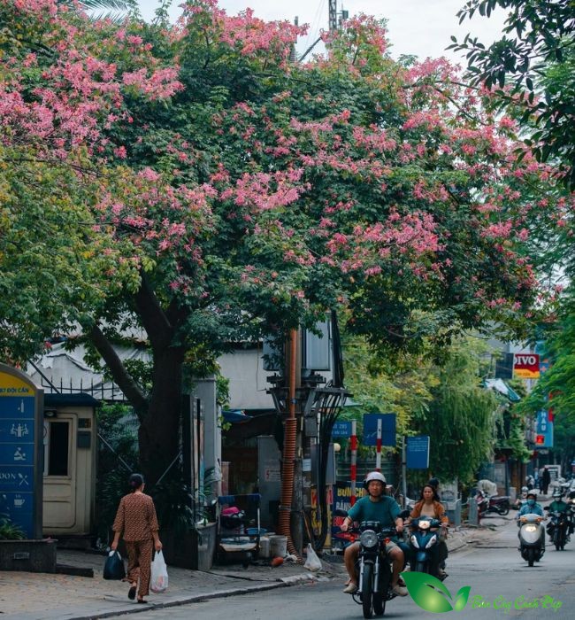 cây hoa mỹ nhân
