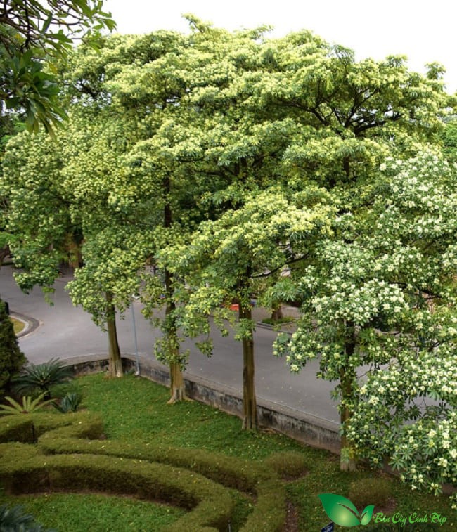 cây hoa sữa