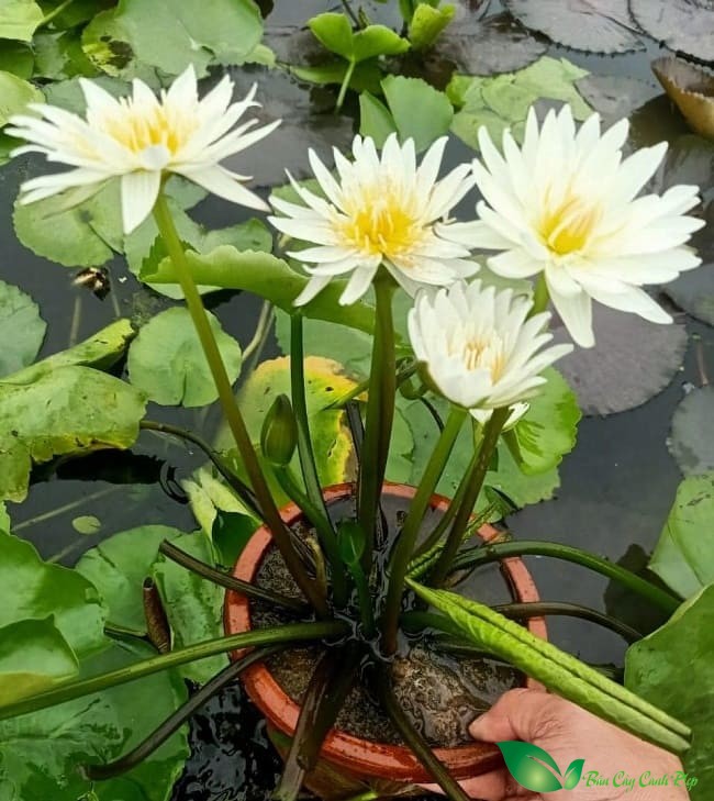 cây hoa súng