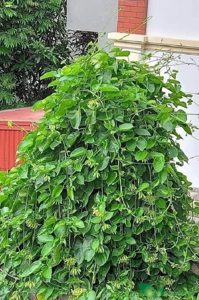 cây hoa thiên lý