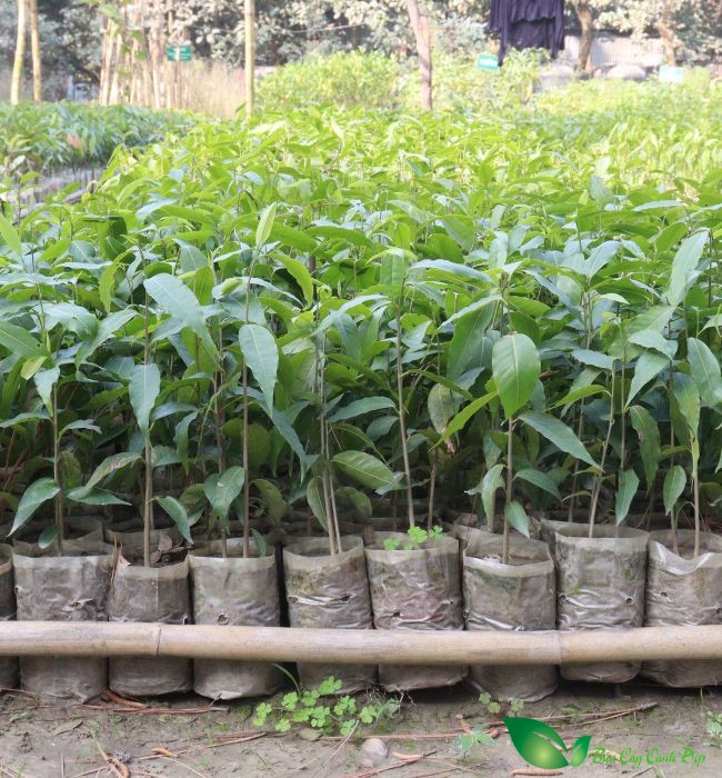 Cây Hoàng Nam Giống