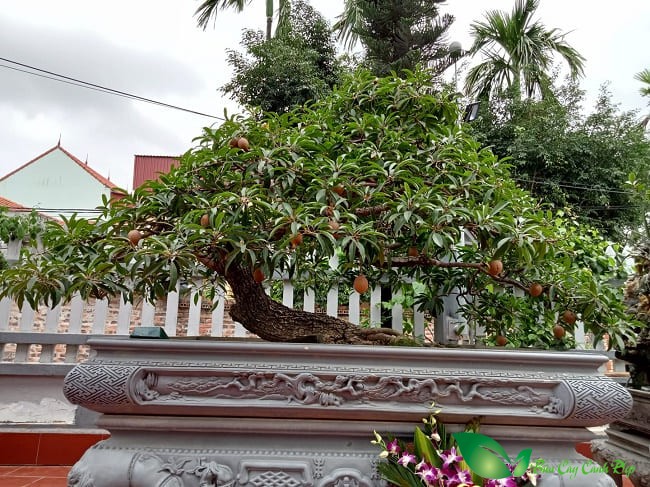 hồng xiêm