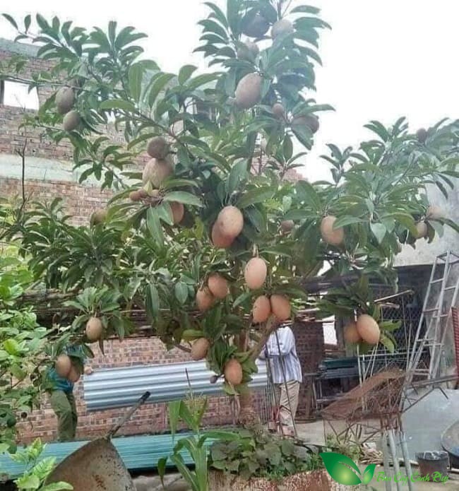 Cây hồng xiêm