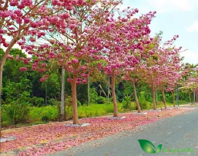 Cây Kèn Hồng