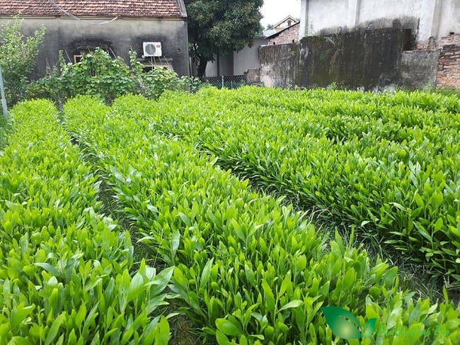 cây keo lai