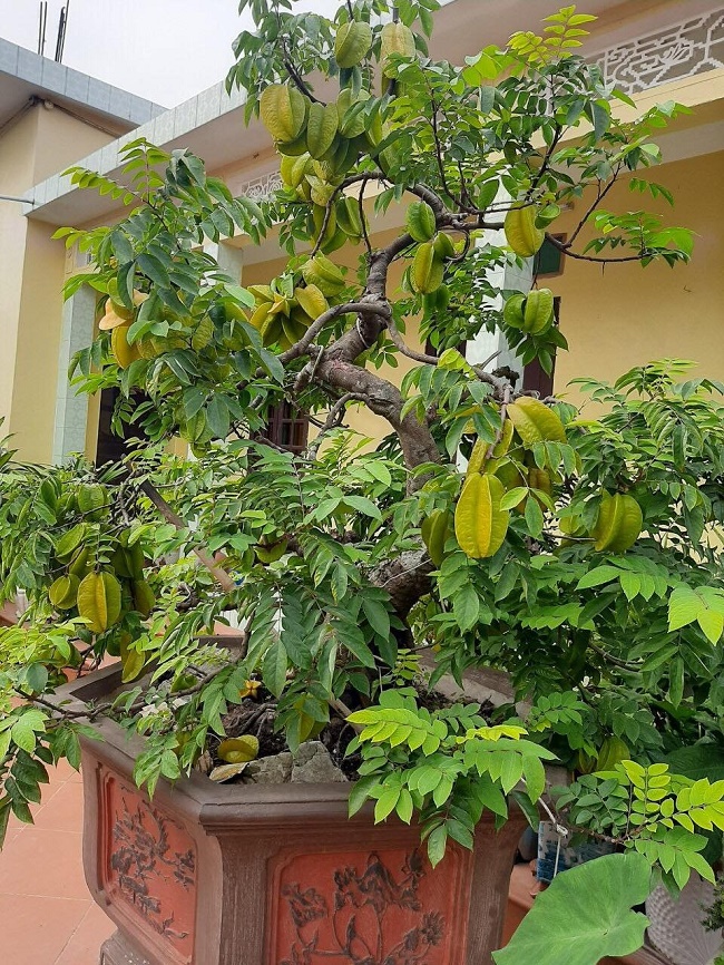cay khe bonsai