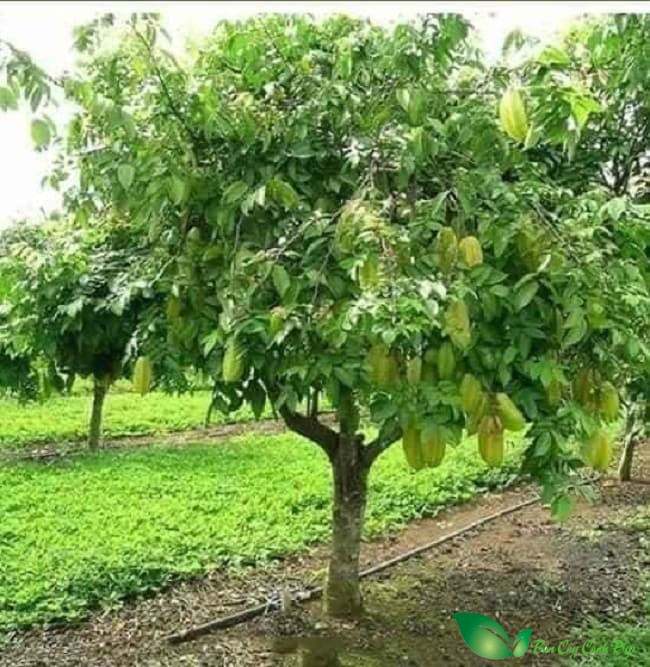Cây khế ngọt