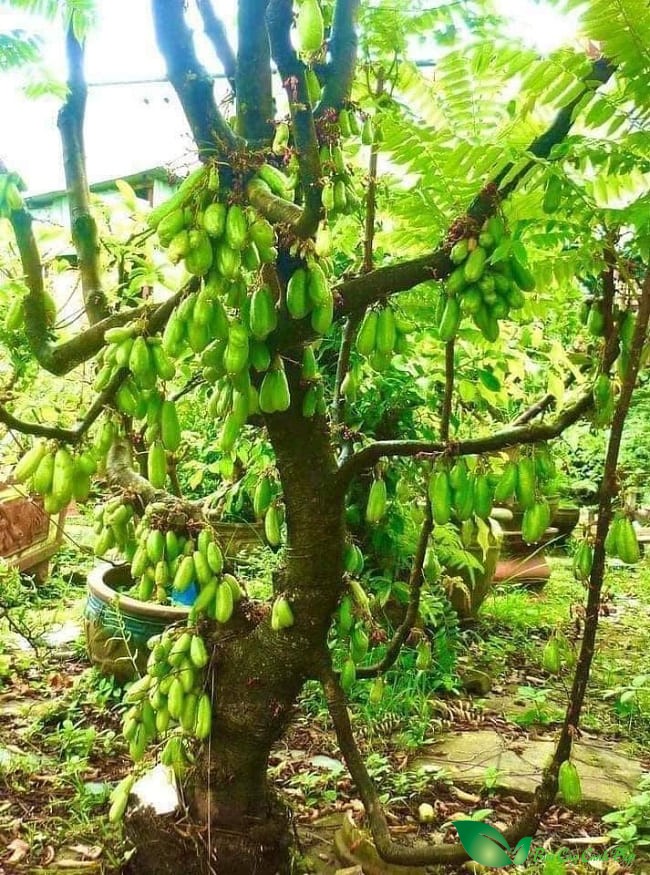 Cây khế tàu
