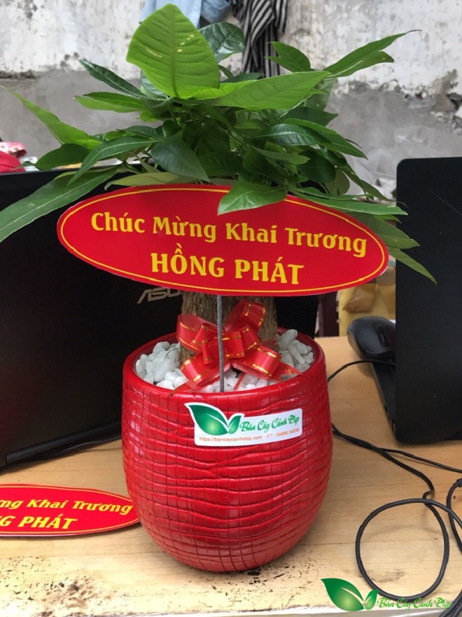 cay kim ngan de ban tang khai truong