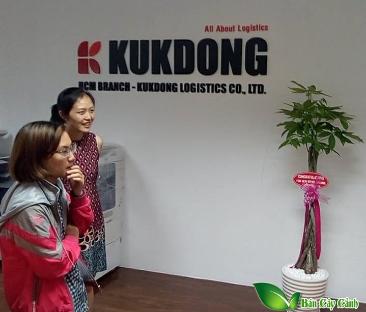 cây kim ngân tặng khai trương