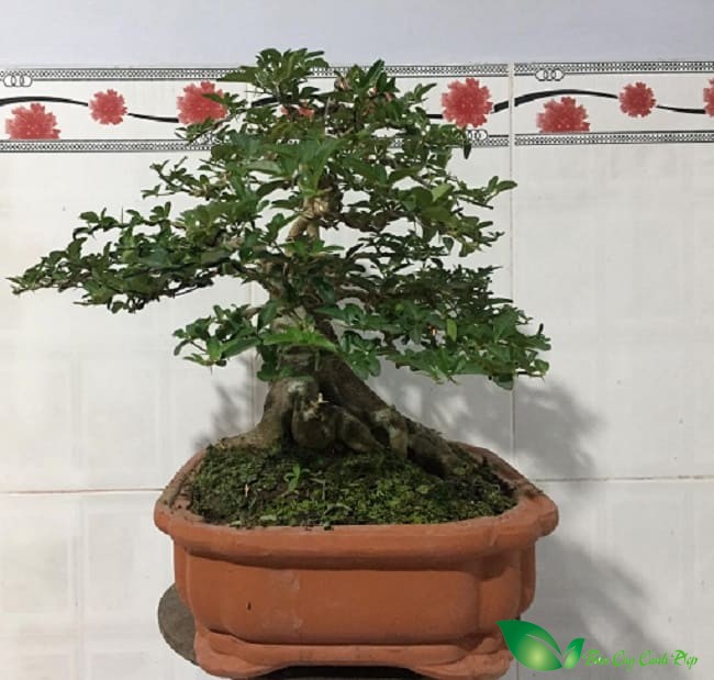 cây kim quýt bonsai