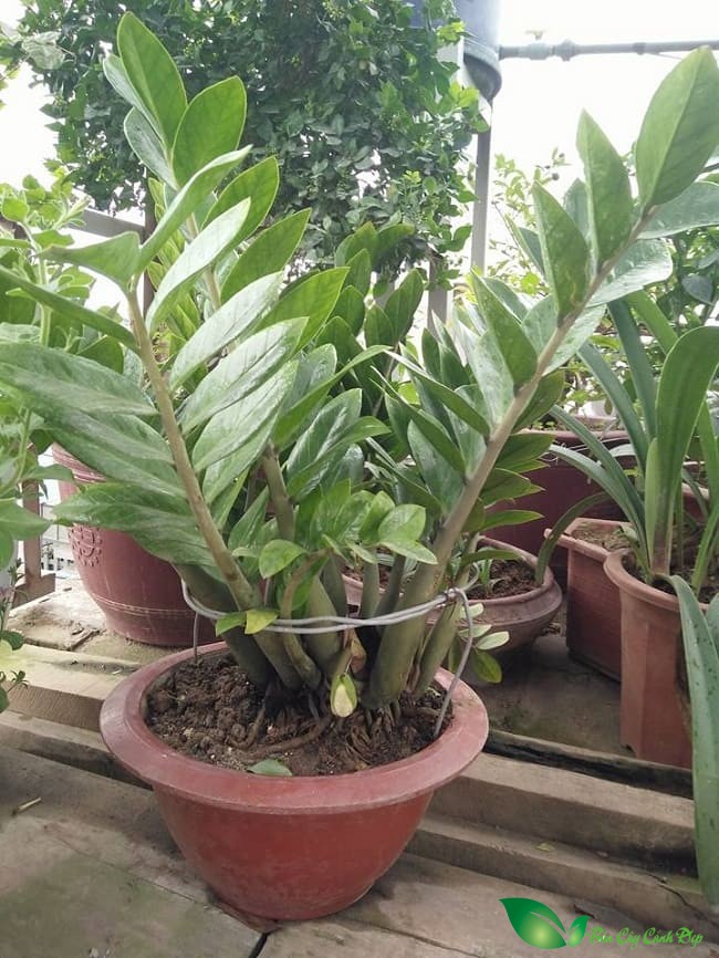 cây kim tiên ra hoa