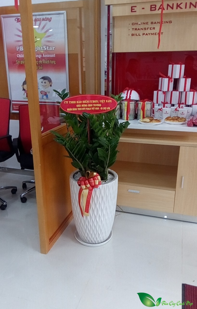 cây kim tiền tặng khai Trrương