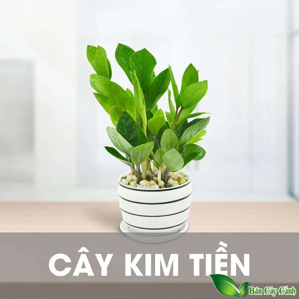 cây kim tiền