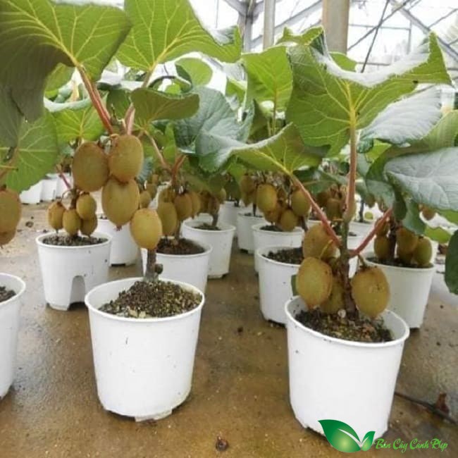 Cây kiwi