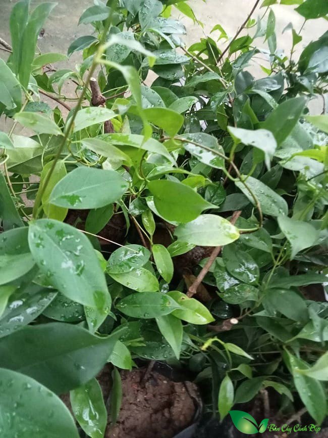 Cây lá giang