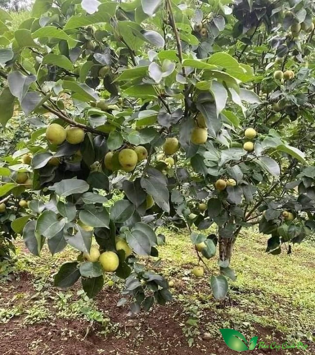 Cây lê vàng