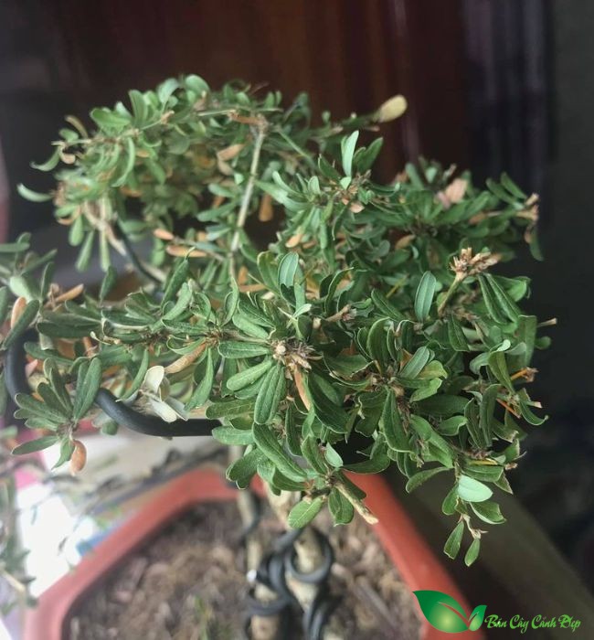 cây linh sam bị rụng lá