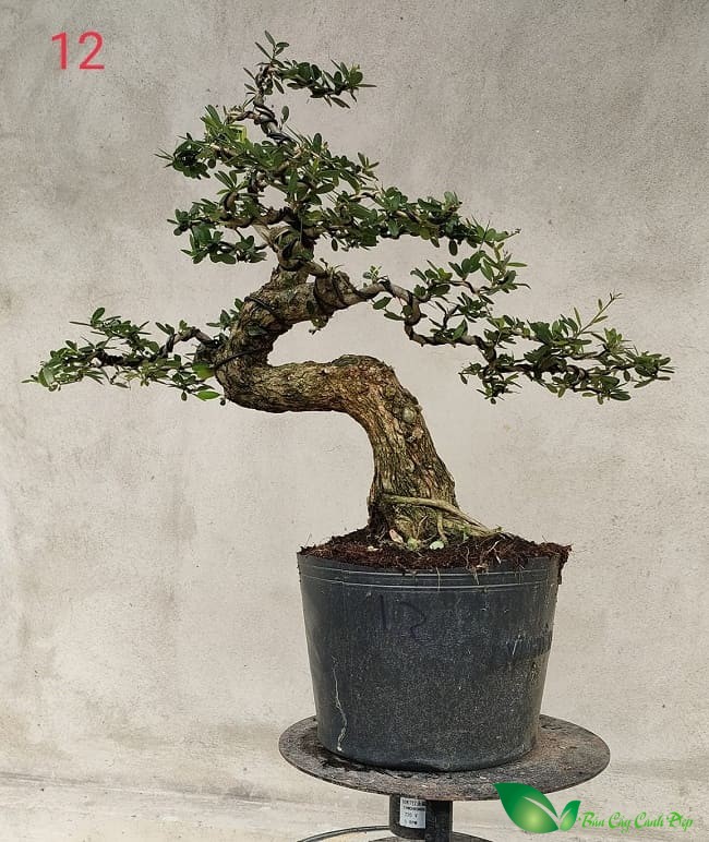 cây linh sam bonsai