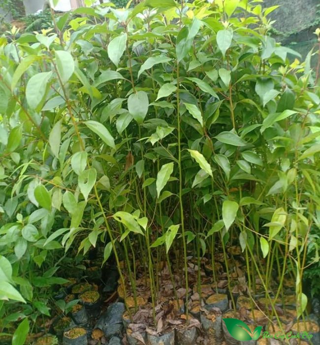 Cây long não