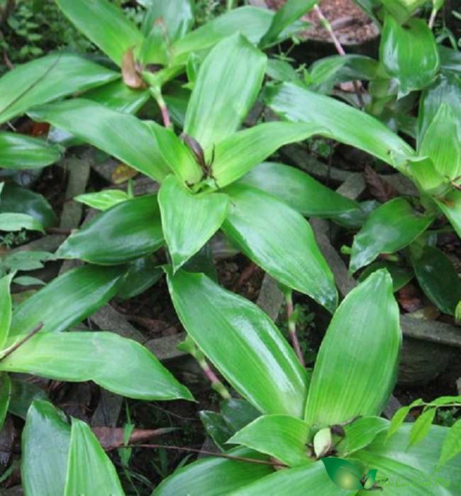cây lược vàng