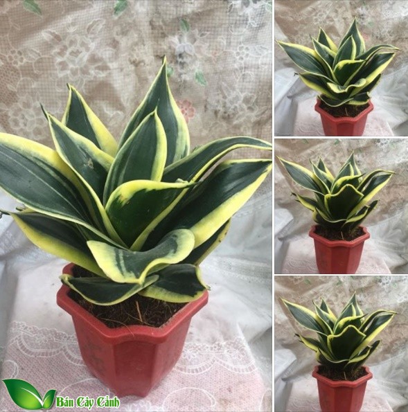 Cây Lưỡi hổ búp sen để bàn