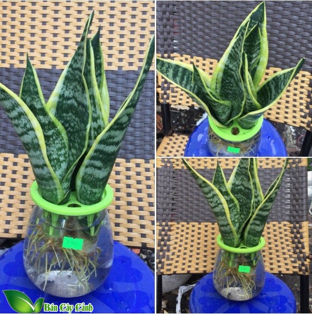 cây lưỡi hổ mini thủy sinh