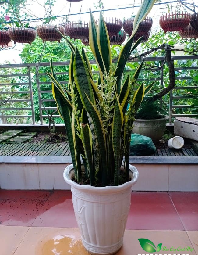 cây lưỡi hổ ra hoa