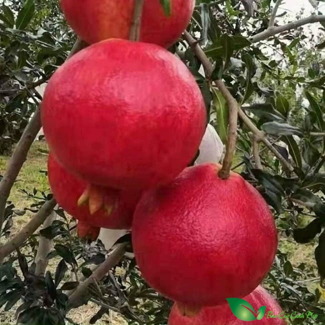 Cây lựu peru
